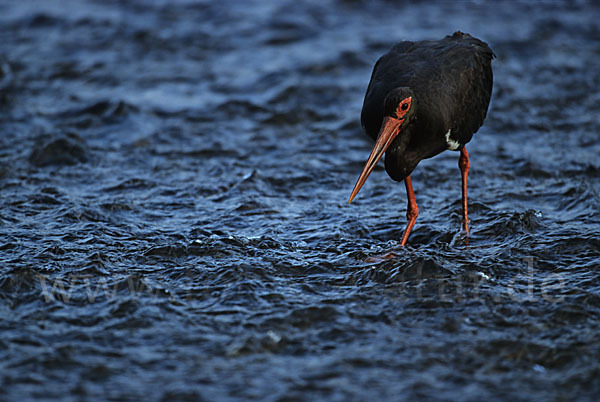 Schwarzstorch (Ciconia nigra)