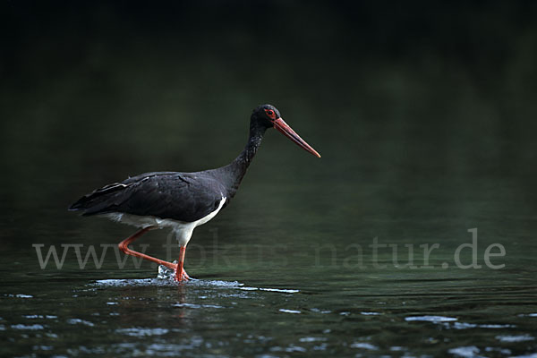 Schwarzstorch (Ciconia nigra)