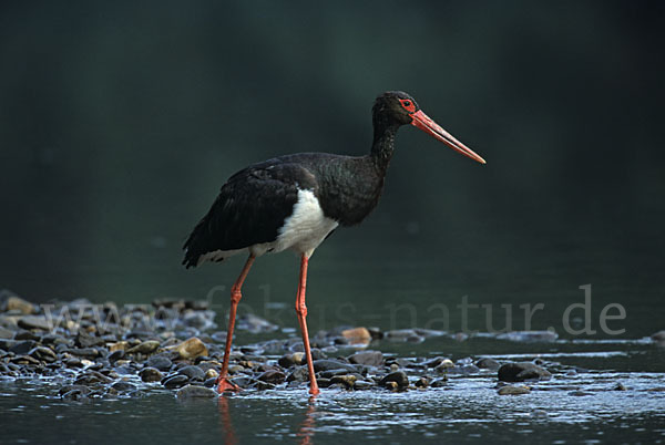 Schwarzstorch (Ciconia nigra)