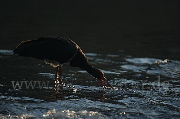 Schwarzstorch (Ciconia nigra)