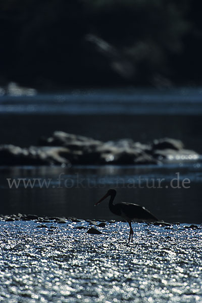 Schwarzstorch (Ciconia nigra)