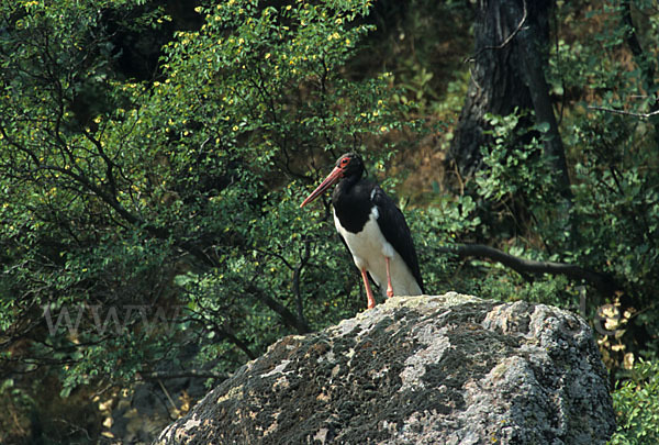 Schwarzstorch (Ciconia nigra)