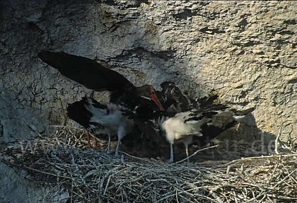 Schwarzstorch (Ciconia nigra)