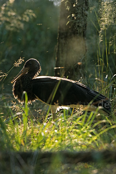 Schwarzstorch (Ciconia nigra)