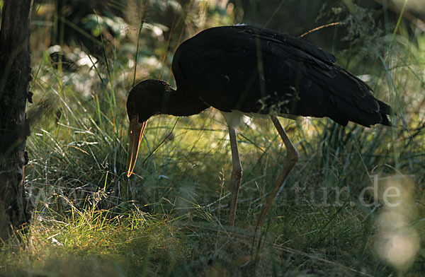 Schwarzstorch (Ciconia nigra)