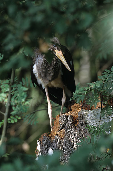 Schwarzstorch (Ciconia nigra)