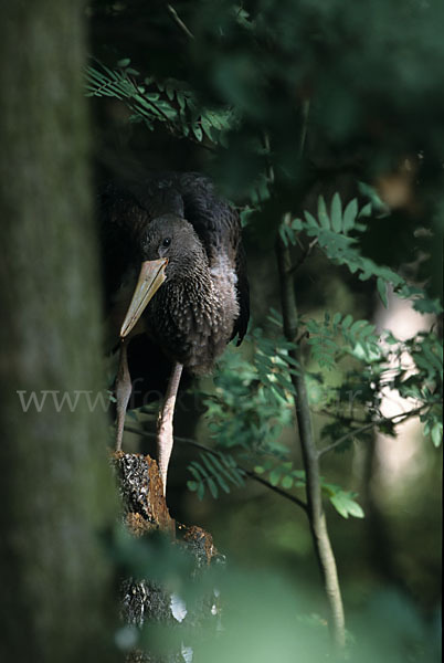 Schwarzstorch (Ciconia nigra)