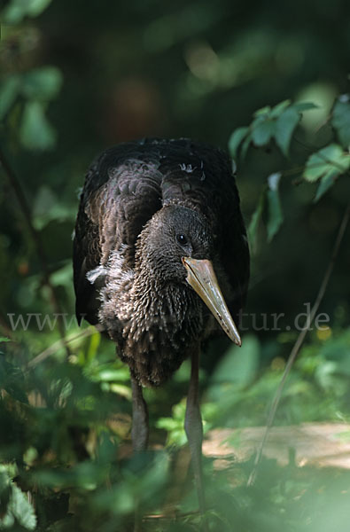 Schwarzstorch (Ciconia nigra)