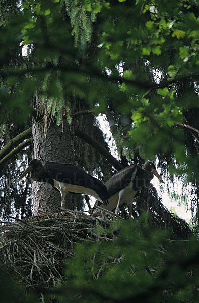 Schwarzstorch (Ciconia nigra)