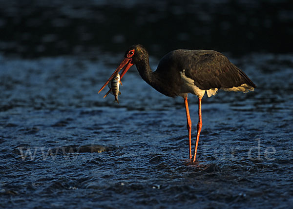 Schwarzstorch (Ciconia nigra)