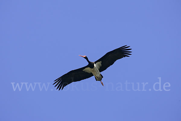 Schwarzstorch (Ciconia nigra)