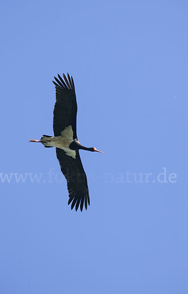 Schwarzstorch (Ciconia nigra)