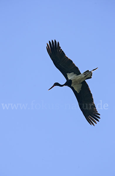 Schwarzstorch (Ciconia nigra)