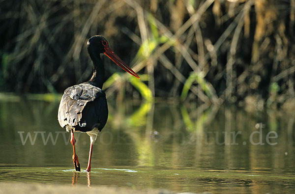 Schwarzstorch (Ciconia nigra)