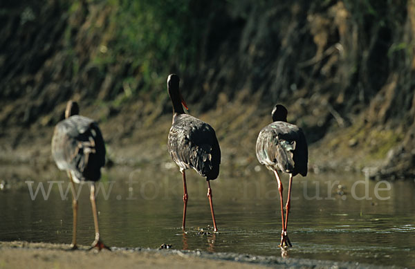 Schwarzstorch (Ciconia nigra)