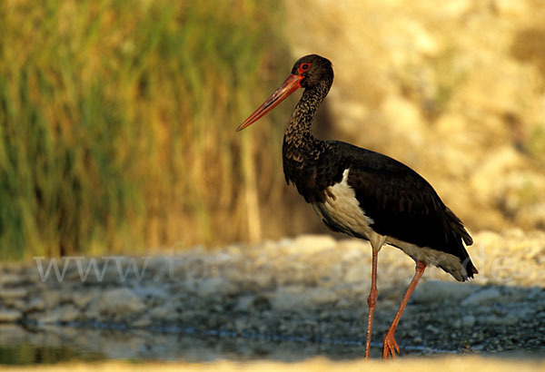 Schwarzstorch (Ciconia nigra)