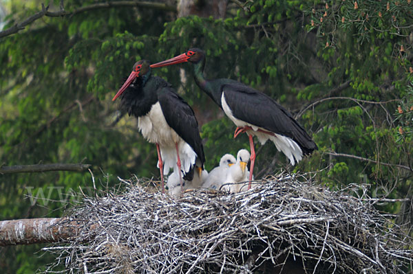 Schwarzstorch (Ciconia nigra)