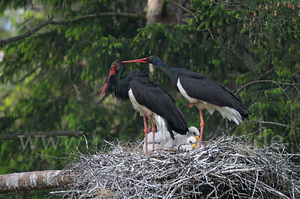 Schwarzstorch (Ciconia nigra)