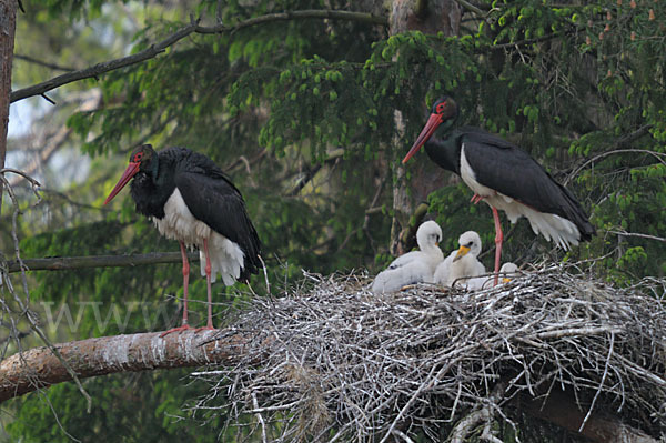 Schwarzstorch (Ciconia nigra)