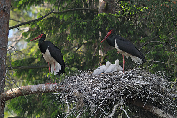 Schwarzstorch (Ciconia nigra)