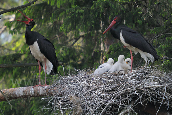 Schwarzstorch (Ciconia nigra)