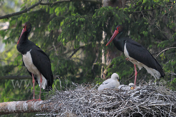 Schwarzstorch (Ciconia nigra)