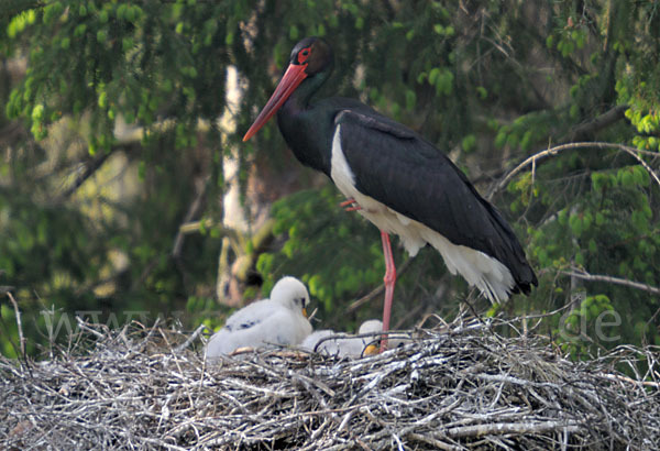 Schwarzstorch (Ciconia nigra)