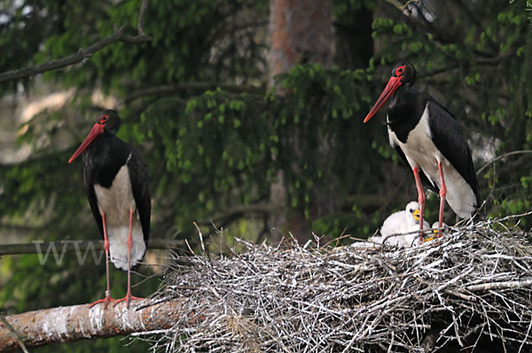 Schwarzstorch (Ciconia nigra)