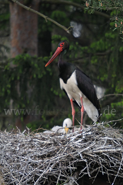 Schwarzstorch (Ciconia nigra)