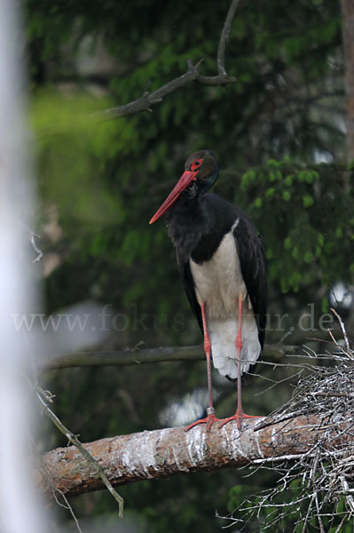Schwarzstorch (Ciconia nigra)
