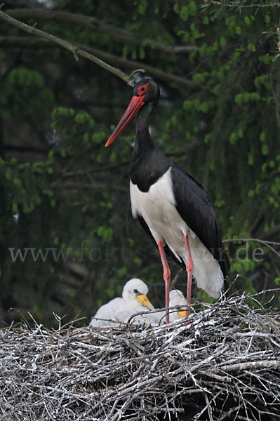 Schwarzstorch (Ciconia nigra)