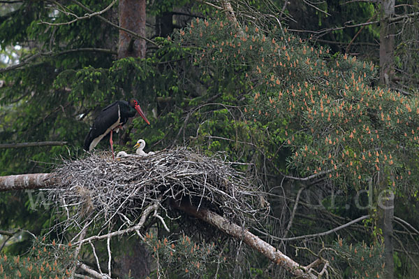 Schwarzstorch (Ciconia nigra)