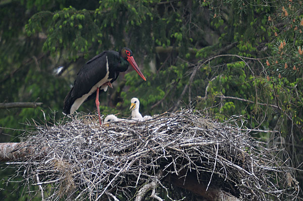 Schwarzstorch (Ciconia nigra)