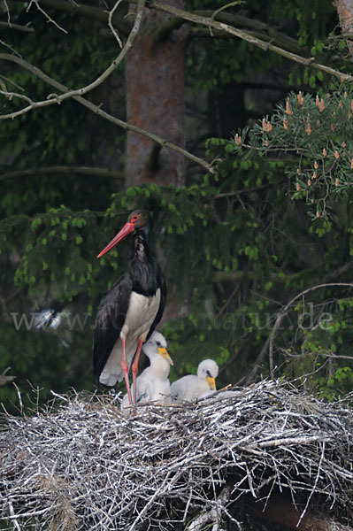 Schwarzstorch (Ciconia nigra)