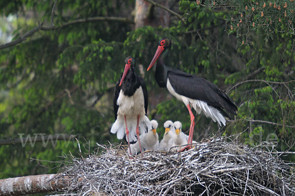 Schwarzstorch (Ciconia nigra)