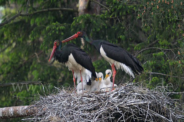 Schwarzstorch (Ciconia nigra)