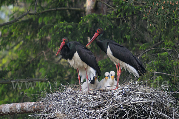 Schwarzstorch (Ciconia nigra)