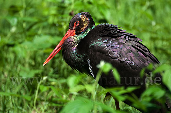 Schwarzstorch (Ciconia nigra)