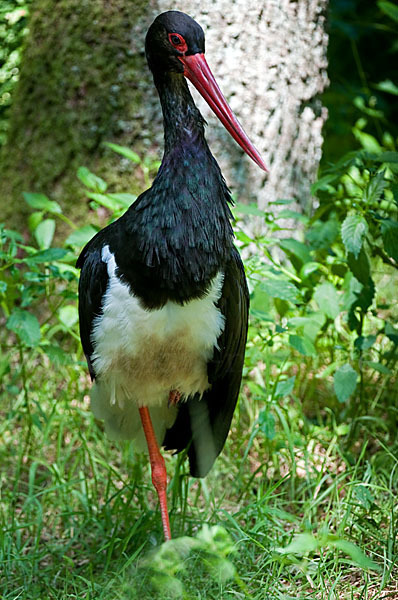 Schwarzstorch (Ciconia nigra)