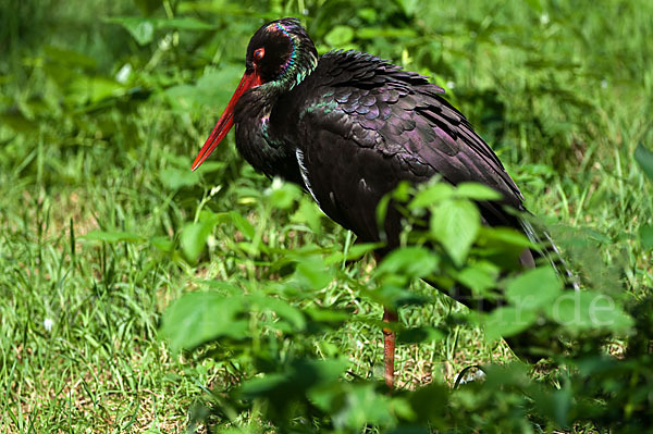 Schwarzstorch (Ciconia nigra)