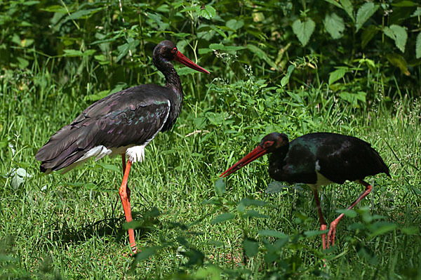 Schwarzstorch (Ciconia nigra)