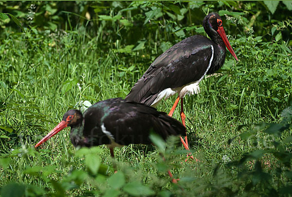 Schwarzstorch (Ciconia nigra)