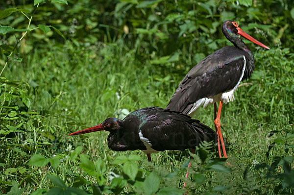 Schwarzstorch (Ciconia nigra)