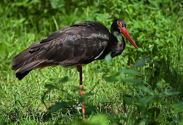 Schwarzstorch (Ciconia nigra)