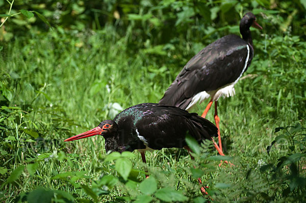 Schwarzstorch (Ciconia nigra)