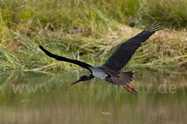 Schwarzstorch (Ciconia nigra)