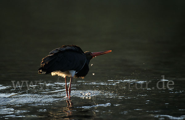 Schwarzstorch (Ciconia nigra)