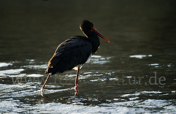 Schwarzstorch (Ciconia nigra)