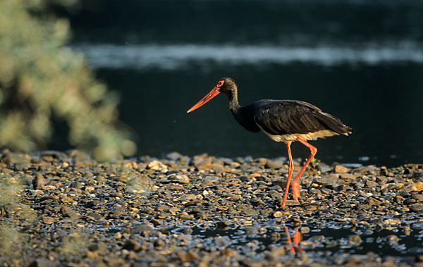 Schwarzstorch (Ciconia nigra)