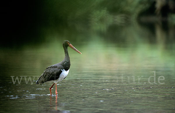 Schwarzstorch (Ciconia nigra)